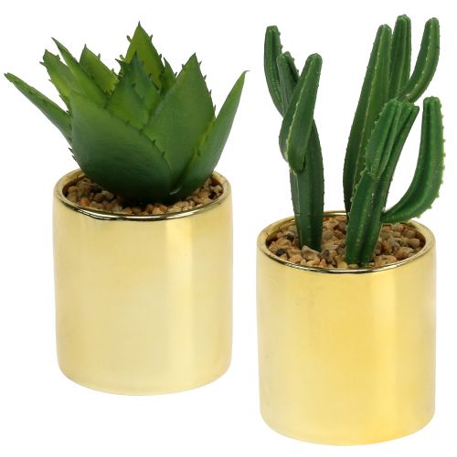 Floristik24 Kaktuksenvihreä kultaisessa ruukussa 12cm - 17cm 4kpl
