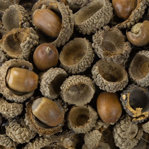 kohteita Luonnonkranssi, syyskoriste, tammenterhot, ovikranssi, seinäkranssi, tee-se-itse, Ø30cm