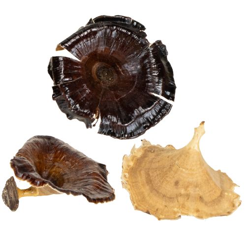 Floristik24 Kalix Sieni Luonnonlakattu 100 kpl