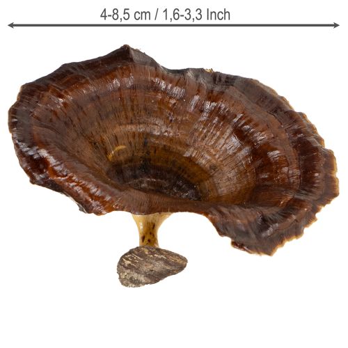 kohteita Kalix Sieni Luonnonlakattu 100 kpl