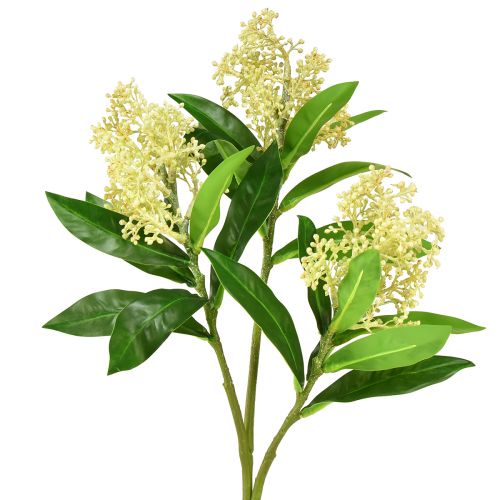 Floristik24 Tekokukat kerma Skimmia japonica Skimmie 45cm 2kpl
