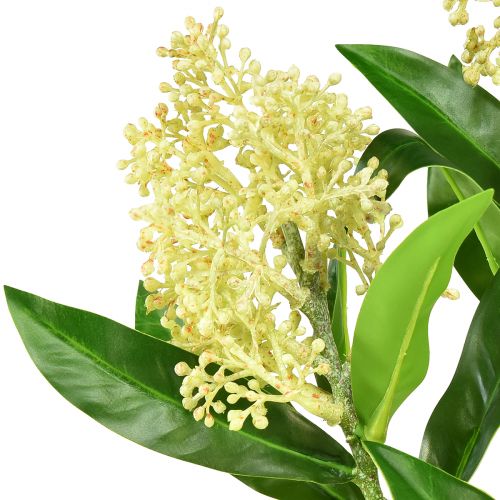 kohteita Tekokukat kerma Skimmia japonica Skimmie 45cm 2kpl