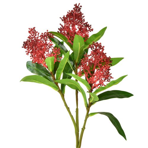 Floristik24 Tekokukat Red Skimmia japonica Skimmie 45cm 2kpl