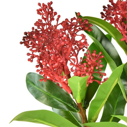 kohteita Tekokukat Red Skimmia japonica Skimmie 45cm 2kpl