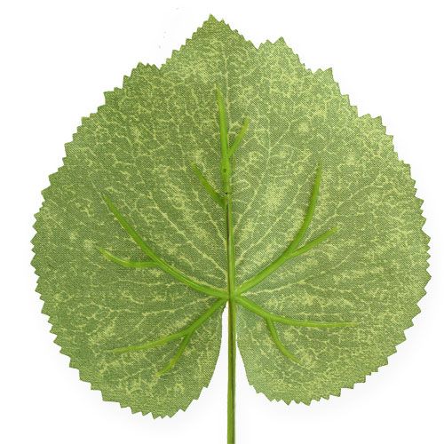 Floristik24 Deco-kasvin lehdet Galax L10cm L22cm 24kpl