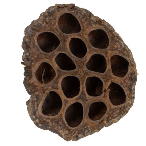 kohteita Lootussipulit, suuret, 100 kpl, luonnonväriset