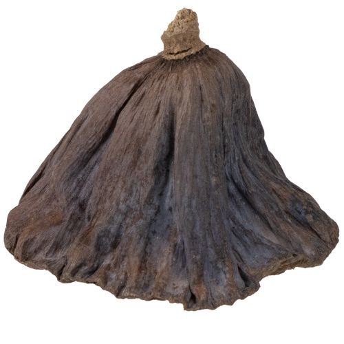 kohteita Lootussipulit, suuret, 100 kpl, luonnonväriset