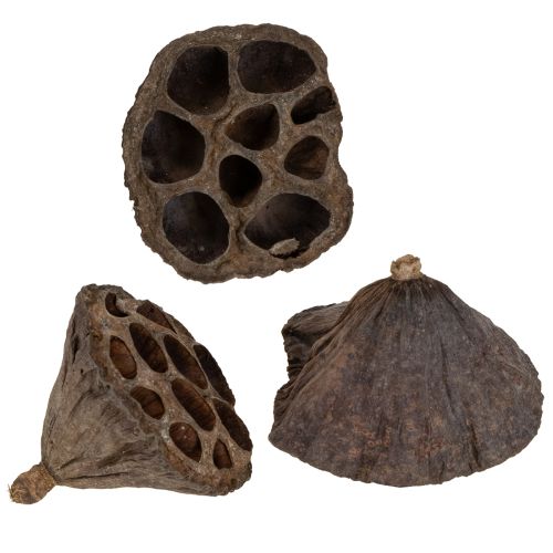 Floristik24 Lootussipulit, pienet, 100 kpl, luonnonväriset