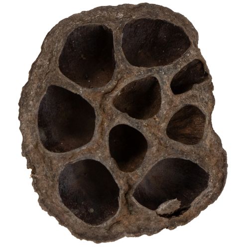 Floristik24 Lootussipulit, pienet, 100 kpl, luonnonväriset