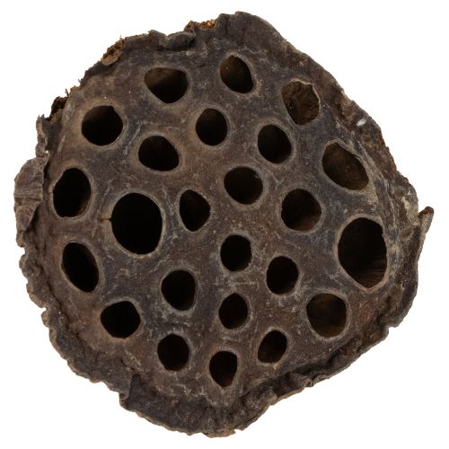 Floristik24 Lotus-mäntä keskikokoinen 100 kpl luonnollinen