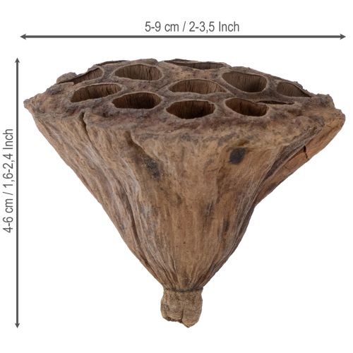 kohteita Lotus-mäntä keskikokoinen 100 kpl luonnollinen