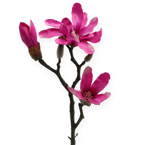 Floristik24 Magnolia-haara 45cm 3kpl