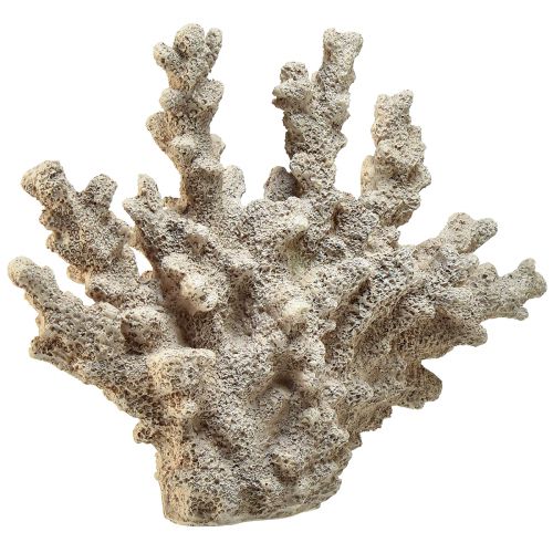 Floristik24 Yksityiskohtainen korallikoristelu polyresiinistä harmaa - 26 cm - merellistä eleganssia kotiisi