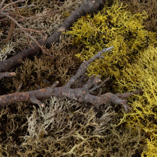 kohteita Sammalkuva, aitoa sammalta kehyksineen, säilynyt, 40 × 30 cm