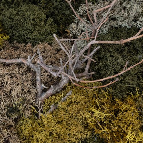 kohteita Sammalkuva, aitoa säilytettyä sammalta ja oksia, luonnonvärinen, 60 × 40 cm