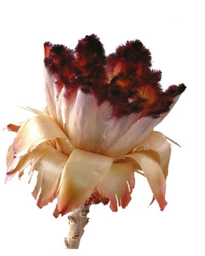 Floristik24 Nerifolia Bud 250 kpl