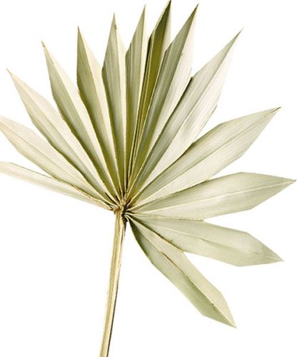 Palmspear Sun Natur Kuivatut palmunlehdet Naturdeko 30St