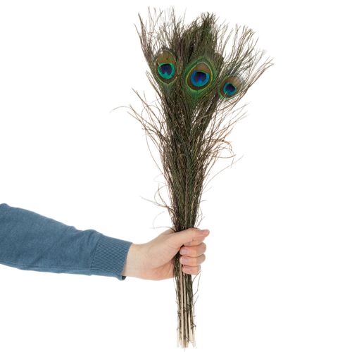 kohteita Riikinkukon höyheniä, aitoja linnun höyheniä askarteluun ja koristeluun, 55 cm, 10 kpl