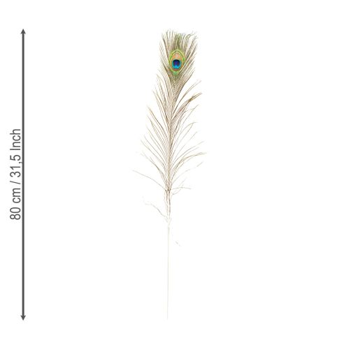 kohteita Riikinkukon sulkakoriste, aitoja linnun höyheniä, pituus 75-85 cm, 8 kpl