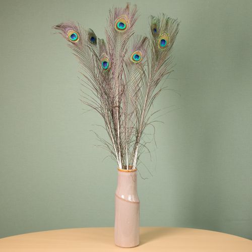 kohteita Riikinkukon höyhenkoriste, aitoja linnun höyheniä, pitkät 75-85cm, 8 kpl