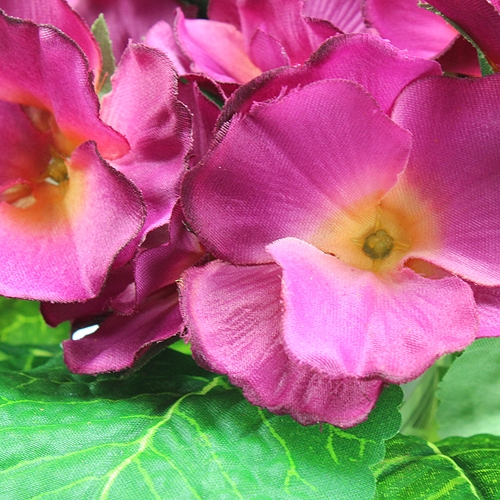 Floristik24 Tekokukat esikoisen vaaleanpunainen