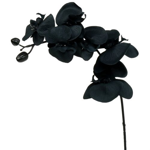 Orkidea koristeeksi Musta 54cm
