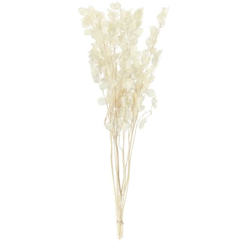kohteita Hopea lehtikuu Violetti Lunaria Säilötty L70cm 20g
