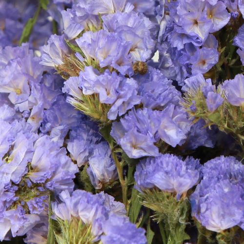 Floristik24 Merilila Purple Statice Limonium sinuatum Kuivatut kukat 60cm 50g