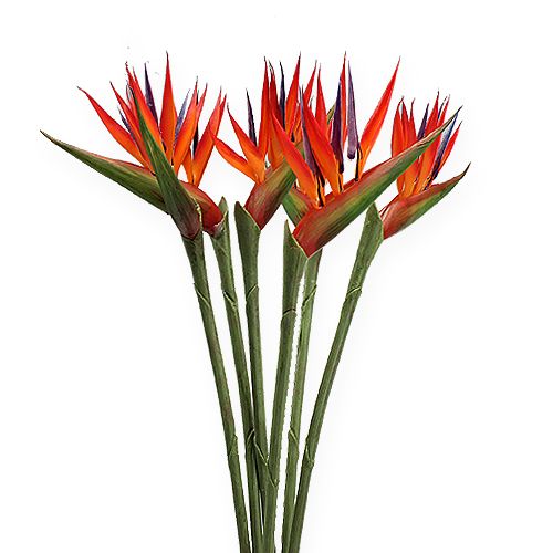 Floristik24 Strelitzia 65cm (6kpl.)