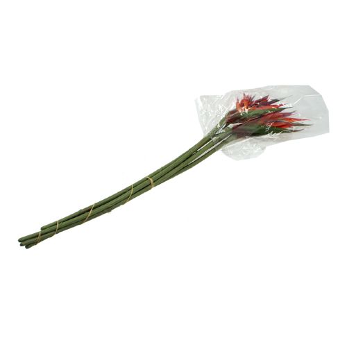 Floristik24 Strelitzia 65cm (6kpl.)