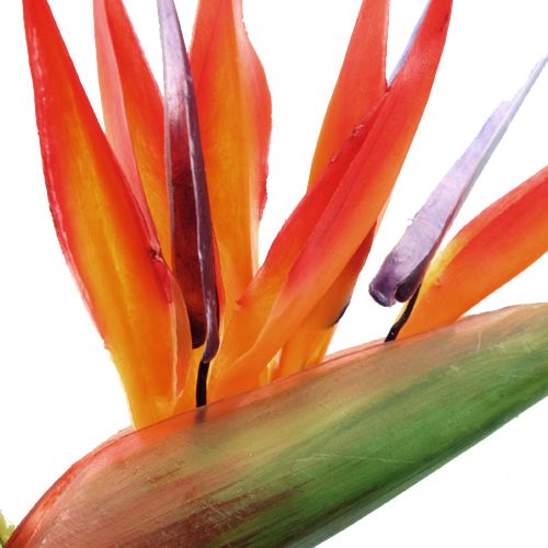Floristik24 Strelitzia 65cm (6kpl.)