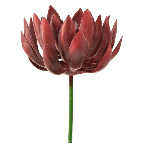 Floristik24 Mehevä Echeveria keinotekoiset vihreät kasvit punainen Ø12cm 19,5cm