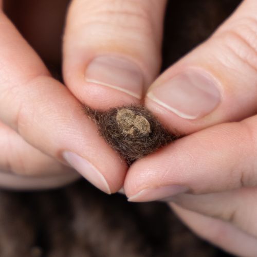 kohteita Pörröinen Mirabell-villanyöri, ruskea, 25 m koristenauha kukkakauppoihin ja askarteluun