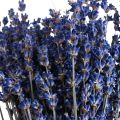Floristik24 Kuivattu laventeli nippu kuivattu kukka sininen 25cm 75g