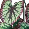 Floristik24 Begonia Keinotekoiset kasvit Lehti Begoniat Vihreä Purppura 62cm
