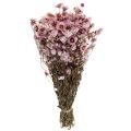 Floristik24 Olkikukat kuivatut kukat valkoinen pinkki 20-35cm nippu 40g