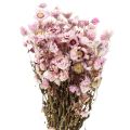 Floristik24 Olkikukat kuivatut kukat valkoinen pinkki 20-35cm nippu 40g
