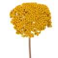 Floristik24 Achillea Natur Gelb -siankärsämö, kuivatut kukat, keltaiset, 1 kg