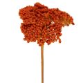 Floristik24 Achillea Orange -kuivatut siankärsämökukat, 45-60 cm, 1 kg
