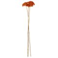 Achillea Orange -kuivatut siankärsämökukat, 45-60 cm, 1 kg | Floristik24.fi