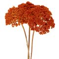 Achillea Orange -kuivatut