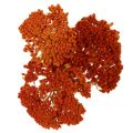 Achillea Orange -kuivatut