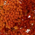 Achillea Orange -kuivatut