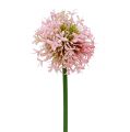 Floristik24 Allium keinotekoinen vaaleanpunainen 51cm