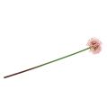 Floristik24 Allium keinotekoinen vaaleanpunainen 51cm