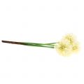 Floristik24 Koriste sipuli Allium keinotekoinen valkoinen 51cm 4kpl