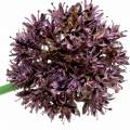 Floristik24 Koriste sipuli Allium keinotekoinen purppura Ø7cm K58cm 4kpl