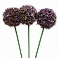 Floristik24 Koriste sipuli Allium keinotekoinen purppura 70cm 3kpl