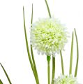Floristik24 Allium kerma ruoholla 65cm 3kpl