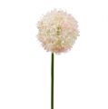 Floristik24 Allium kerma-vaaleanpunainen Ø15cm L70cm
